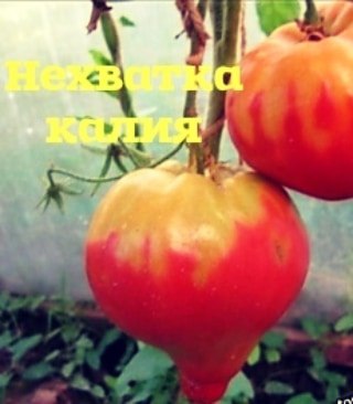 Нехватка калия у томатов фото и их лечение