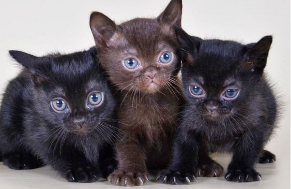 17 HQ Images Bombay Cat For Sale Nyc Bombay Kittens For Sale In New