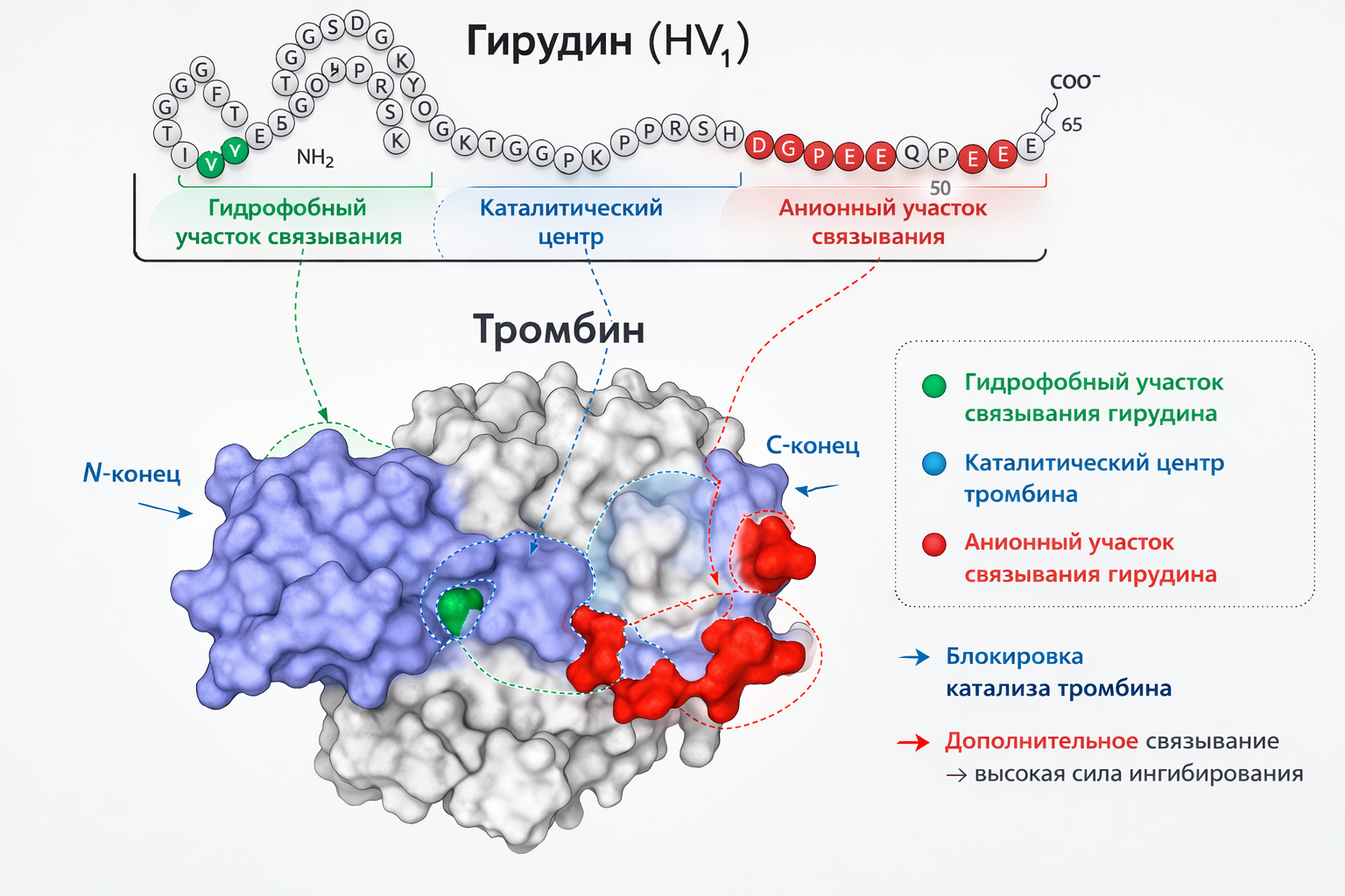 Механизм связывания гирудина с тромбином — схема антикоагулянтного действия медицинской пиявки