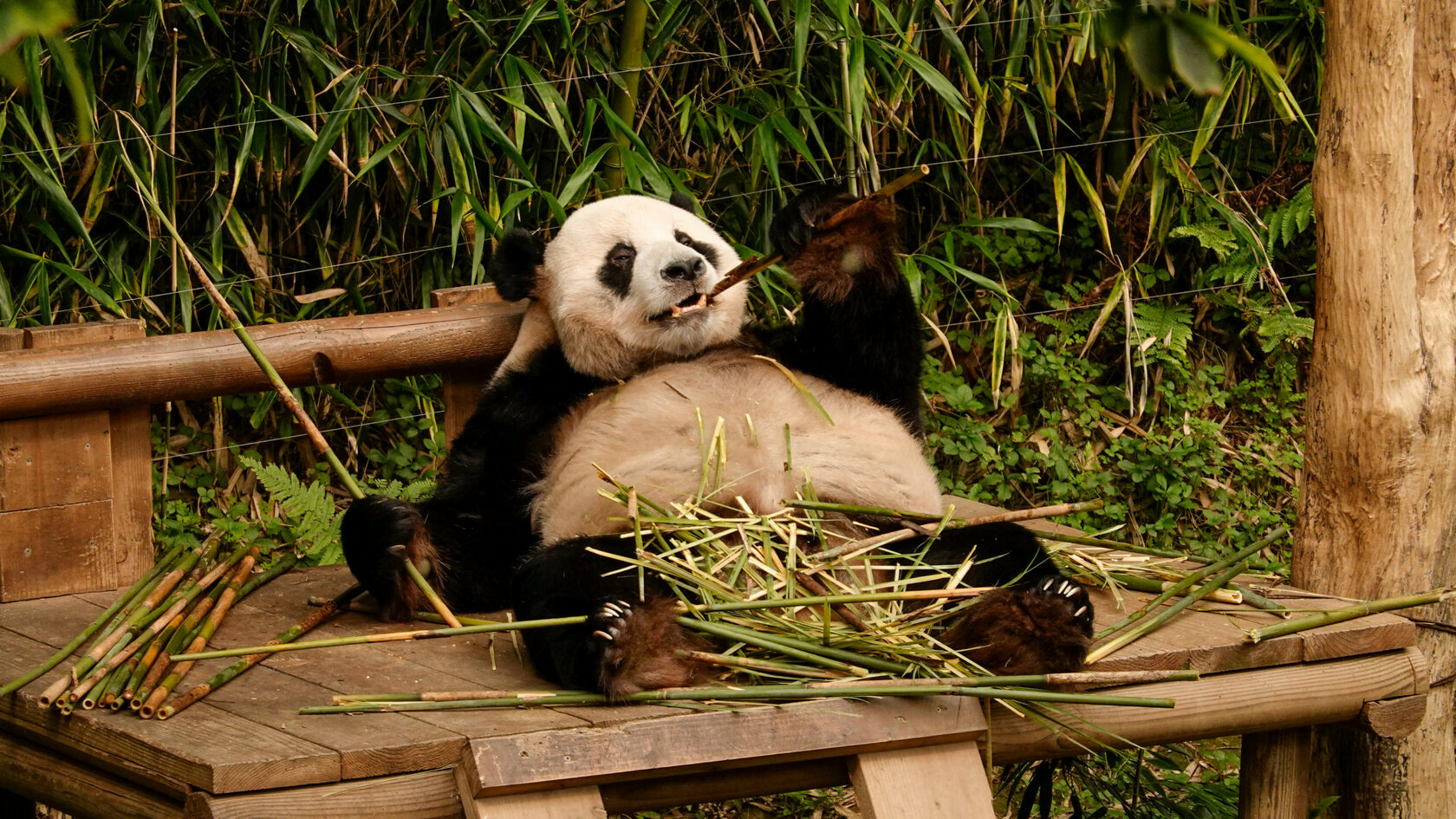 Заповедник панд. Чэнду. Китай