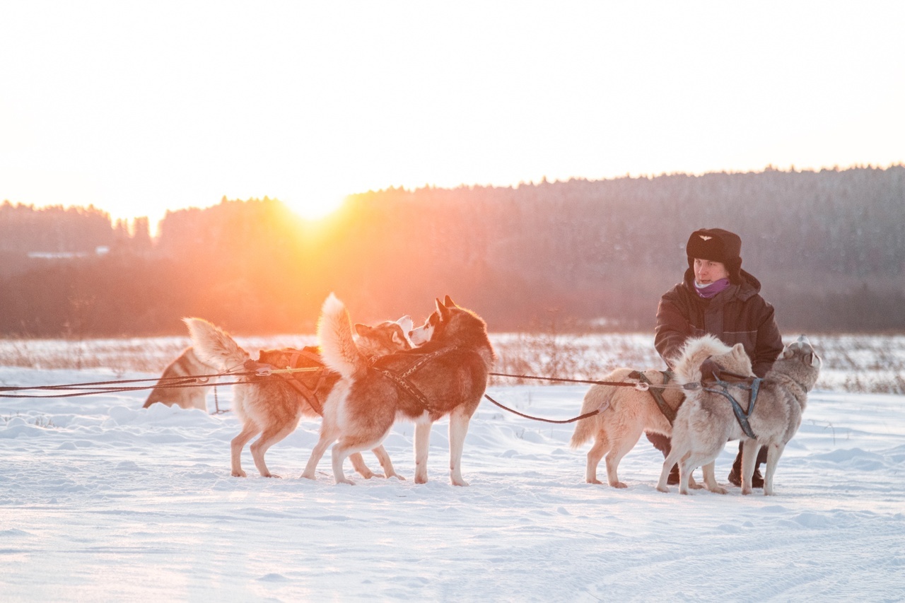 хаски центр каменск уральский