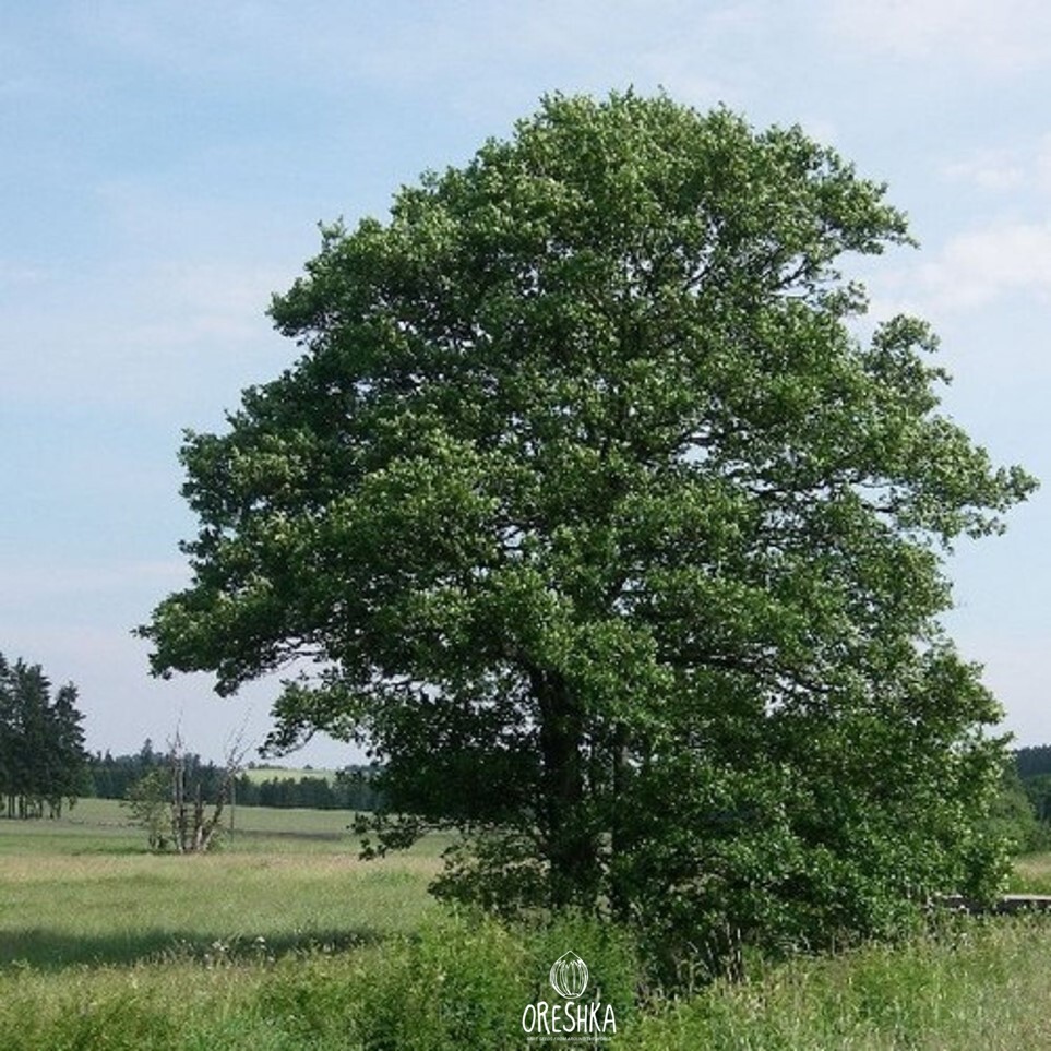 Seeds of Black alder (Alnus glutinosa) — 50 pcs