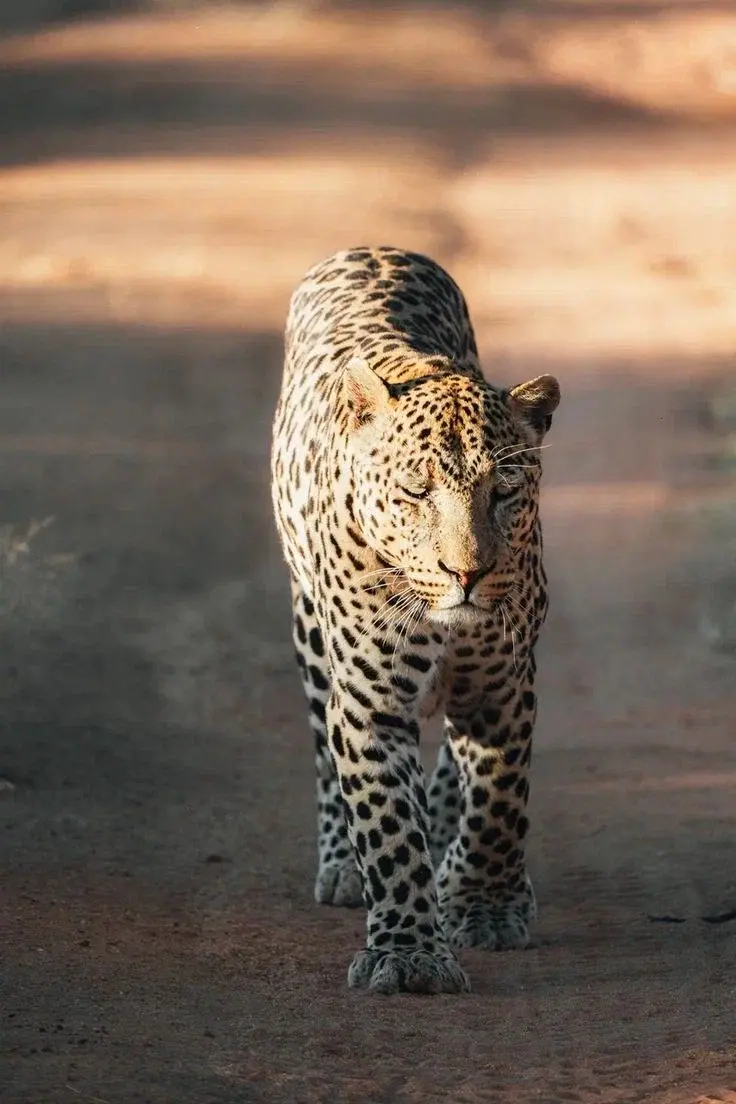 Леопард в Намибии