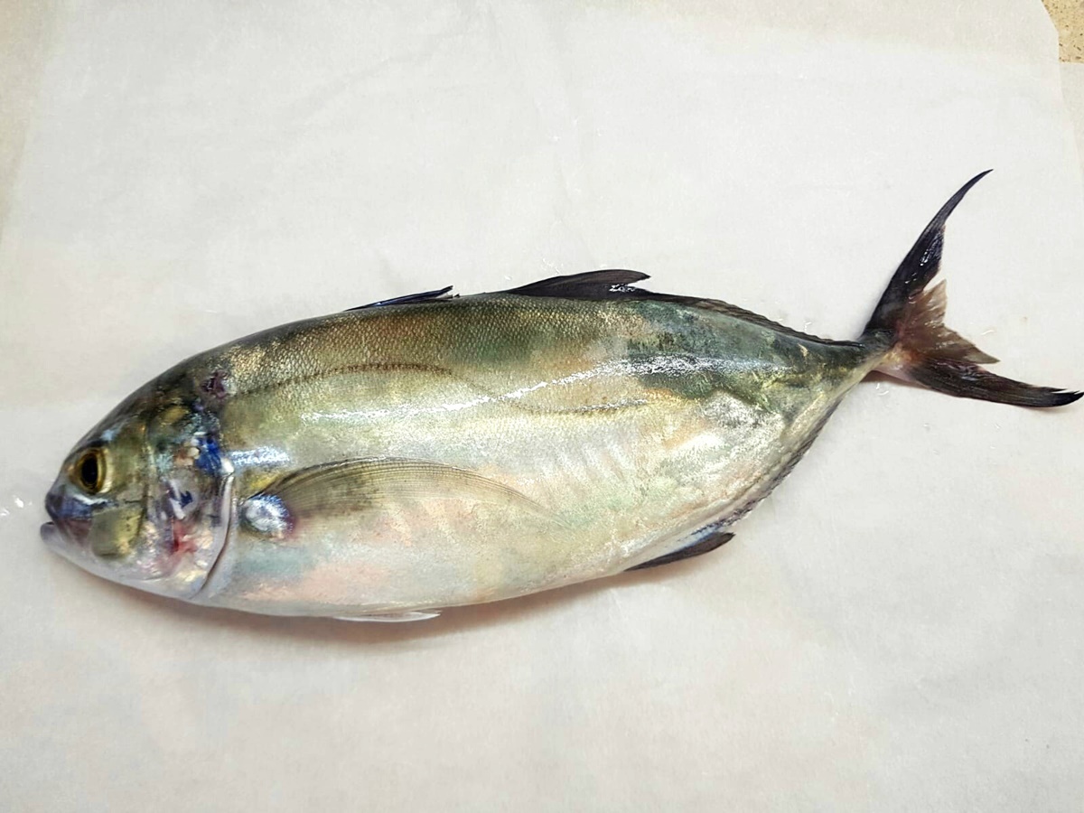 Пангасиус рыба: места обитания, особенности и популяция