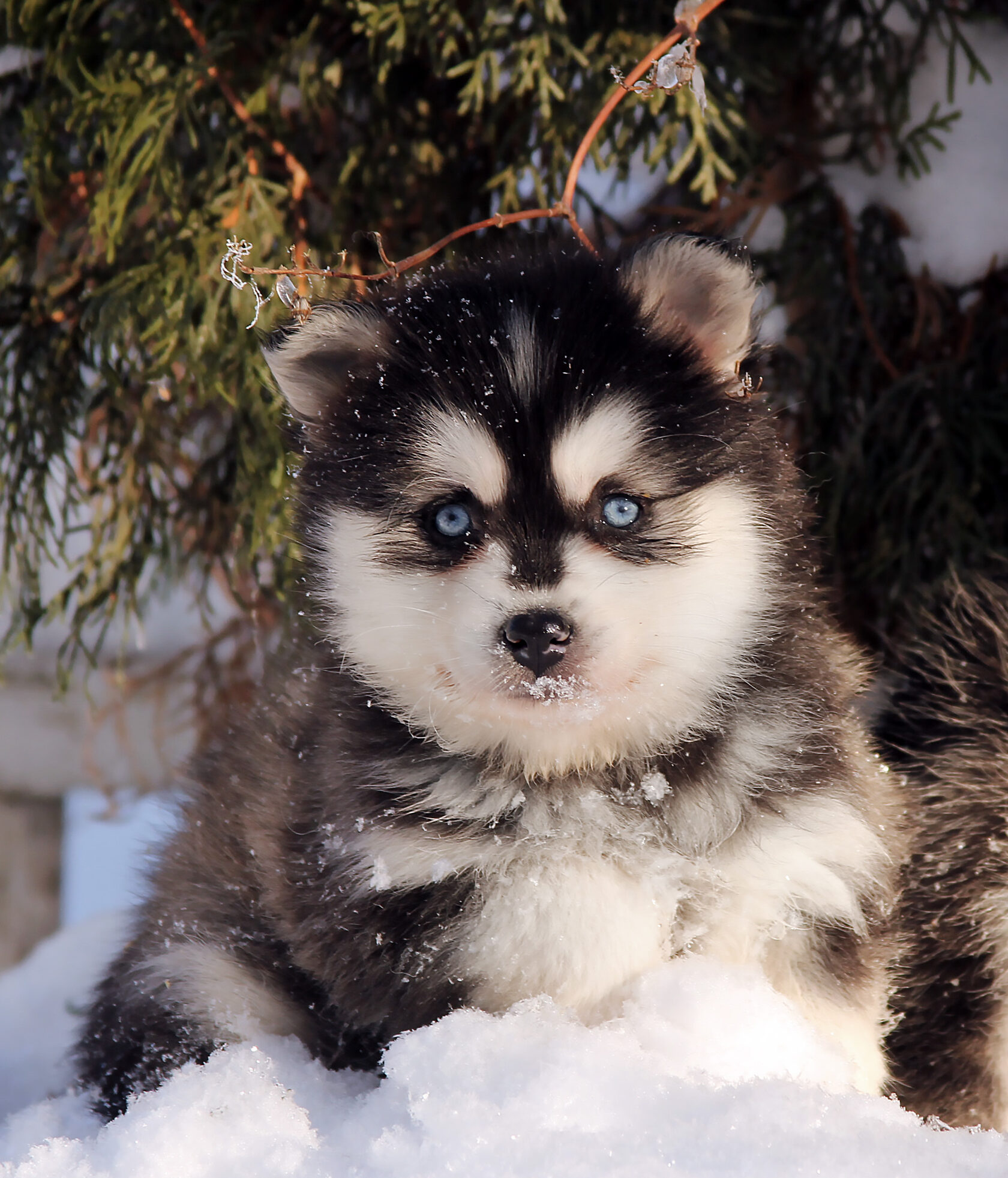 щенок кли кай мини хаски