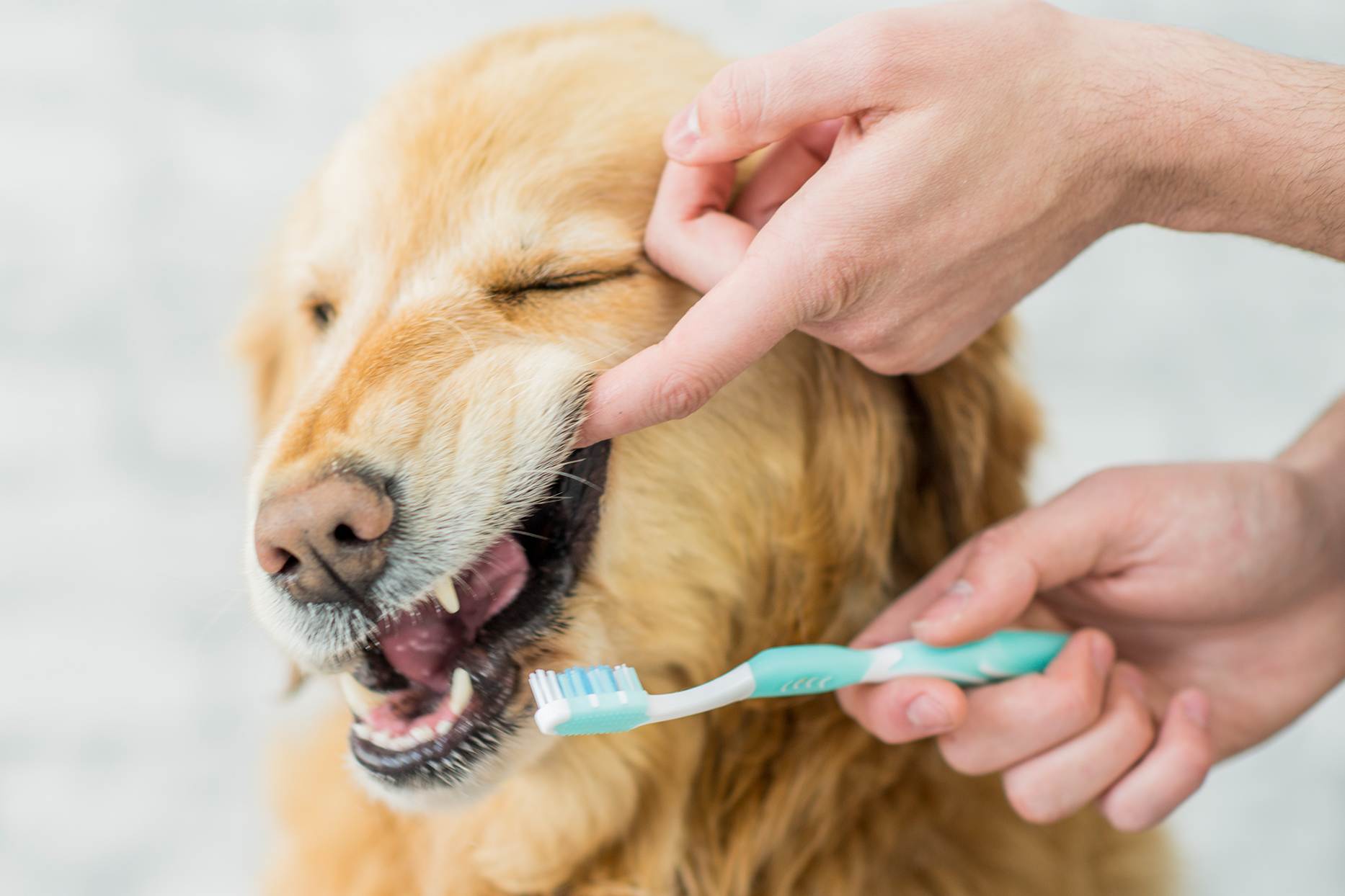 Советы по чистке зубов у собак