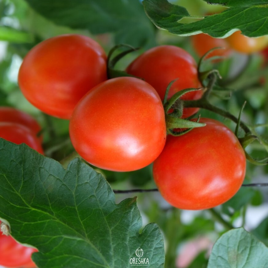Seeds of Northern baby tomato (solanum lycopersicum) — 10 pcs