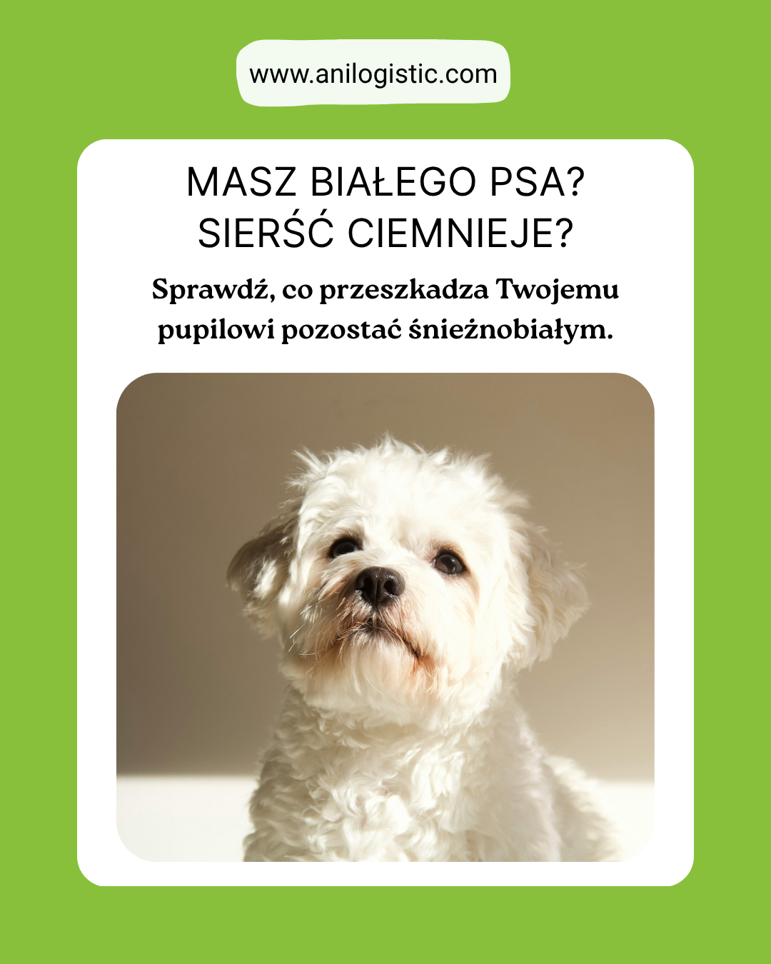 Do you have a white dog, but its coat has started to darken and tear stains have appeared?