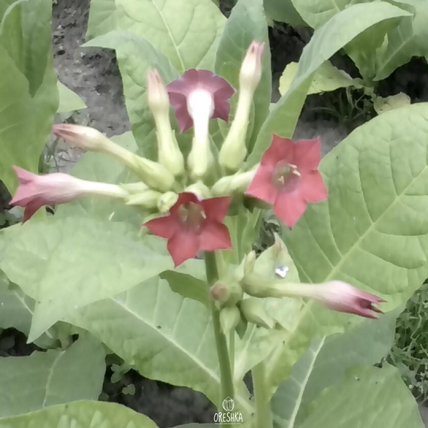 Seeds of Табак Celikhan (Nicotiana tabacum) — 300 pcs