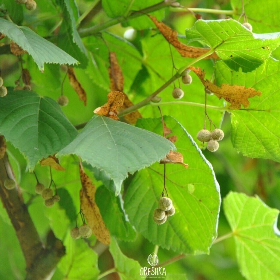 Липа крупнолистная (platyphyllos)