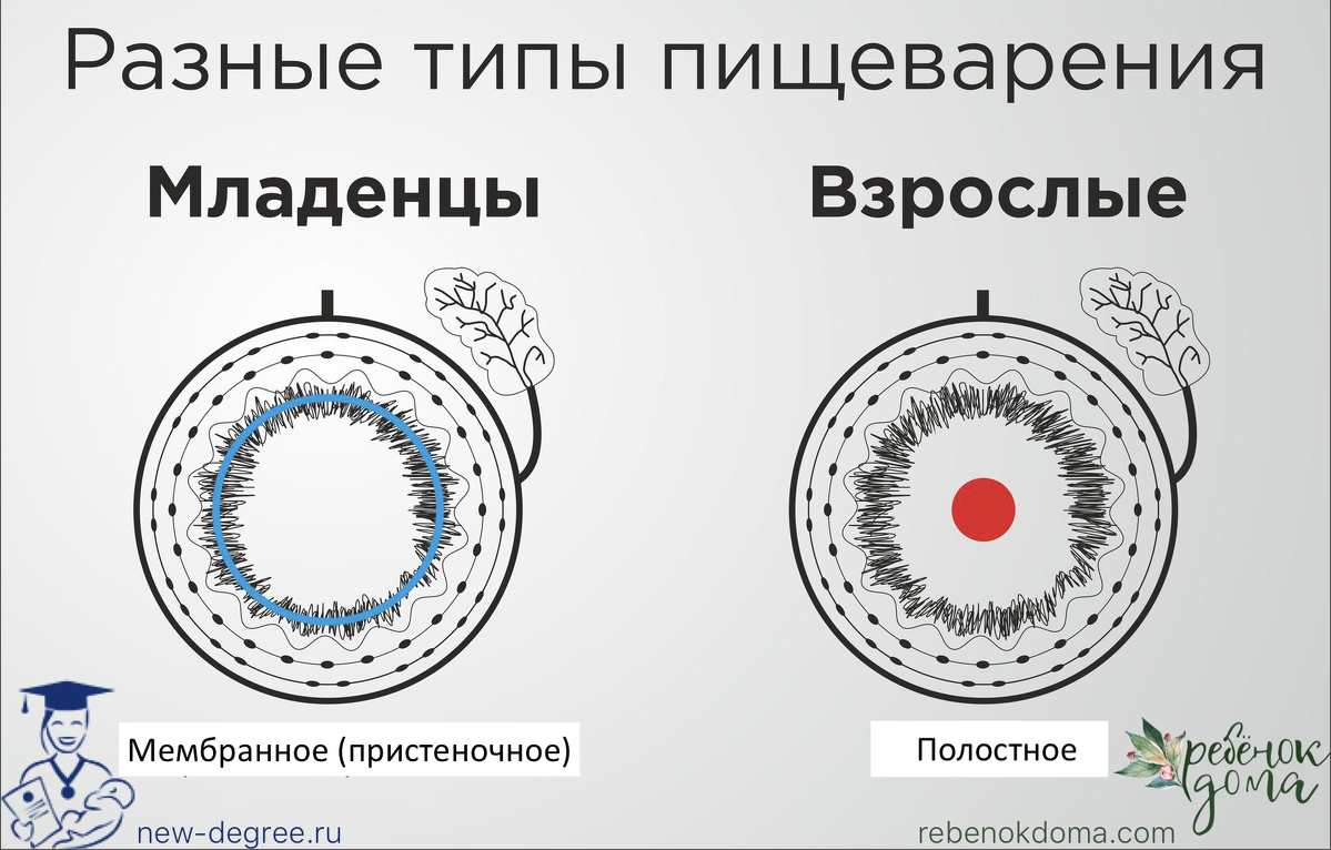 Непереваренные кусочки пищи в стуле ребенка