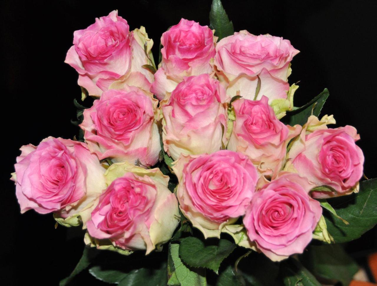 розы бело розовые название фото