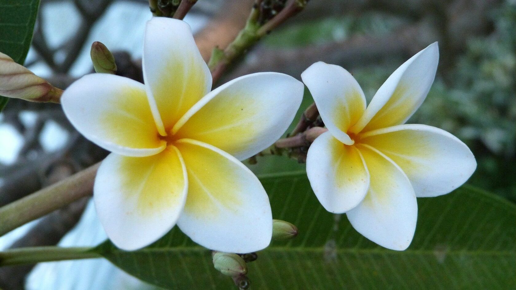 экзотические цветы тайланда
