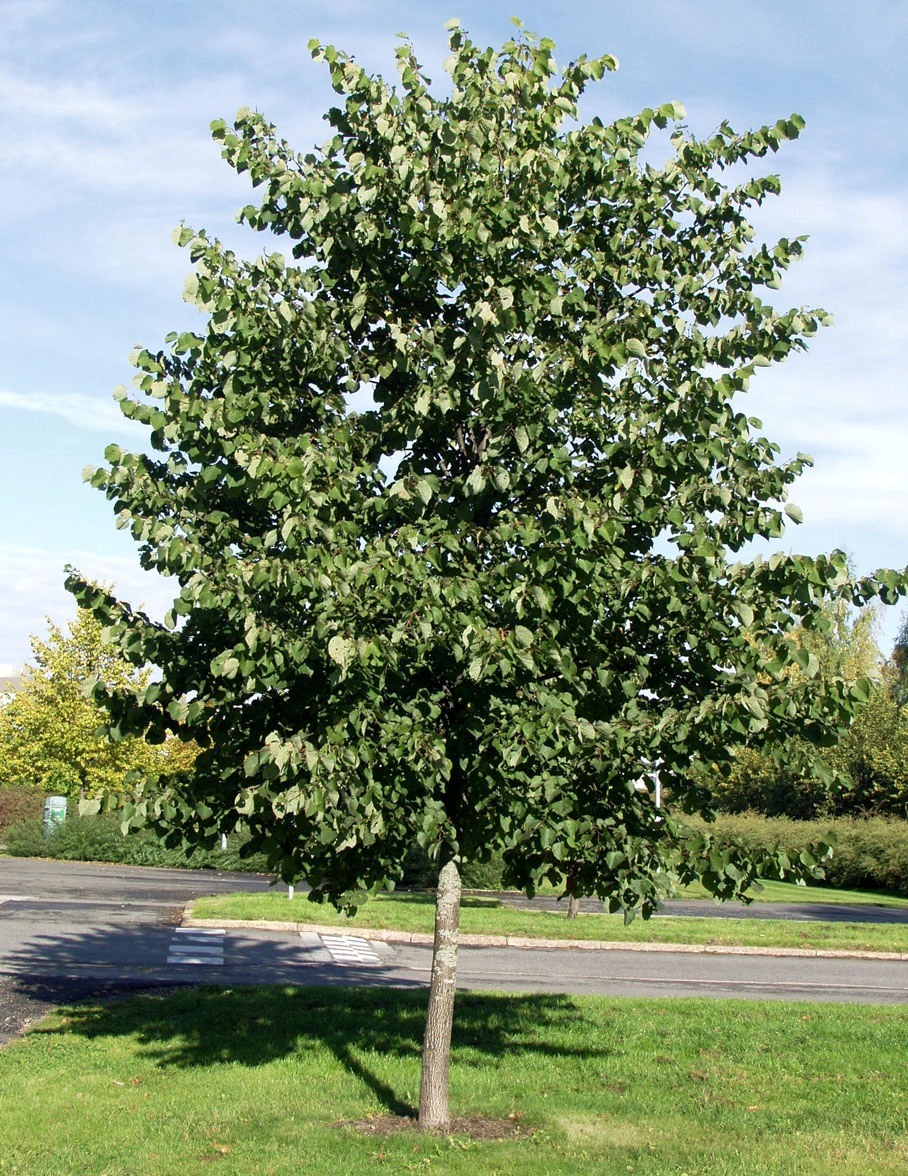 Липа Tilia platyphyllos