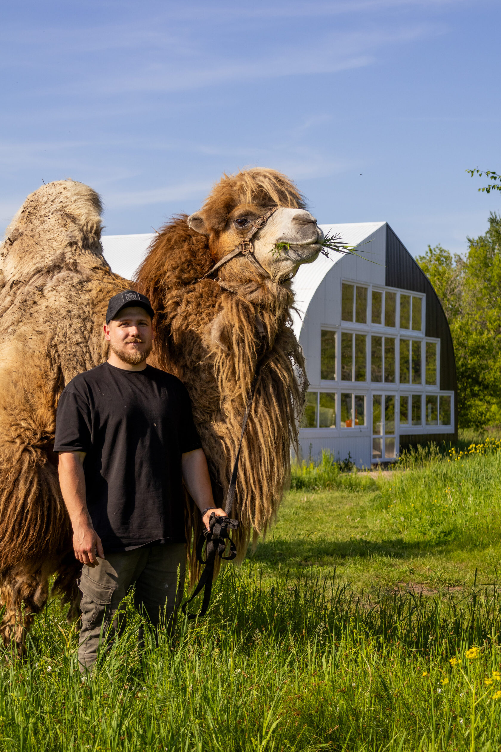 Верблюды на ферме CamelRussia — собственное поголовье более 100 верблюдиц в Татарстане