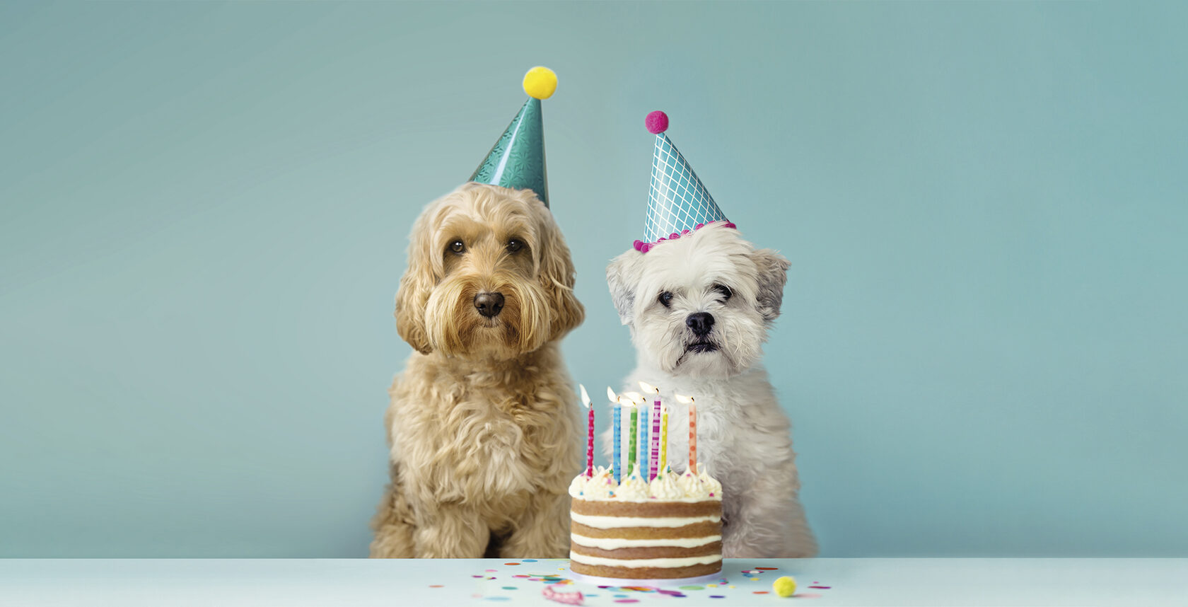 Как отпраздновать день рождения собаки