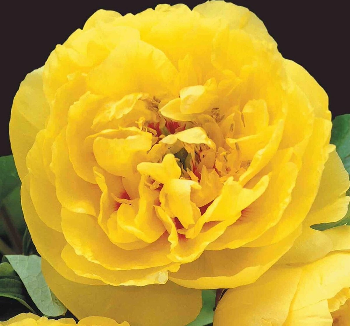 Пион yellow crown фото и описание