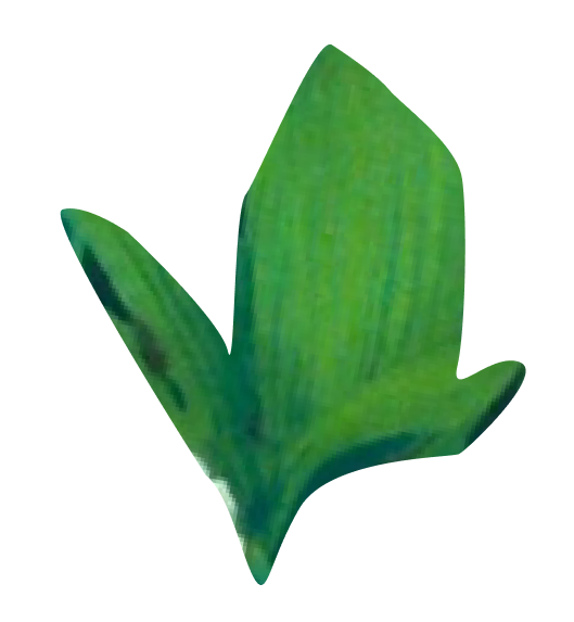 a leaf