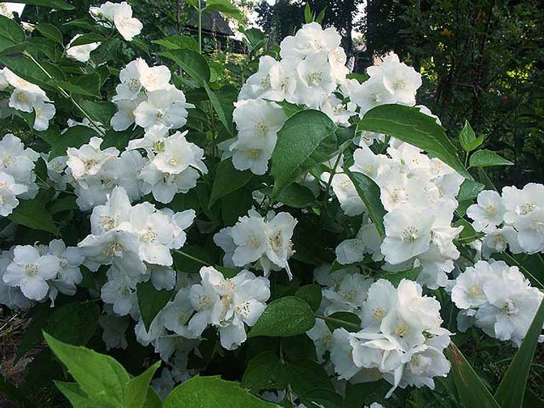 Жасмин (чубушник) "Юннат"