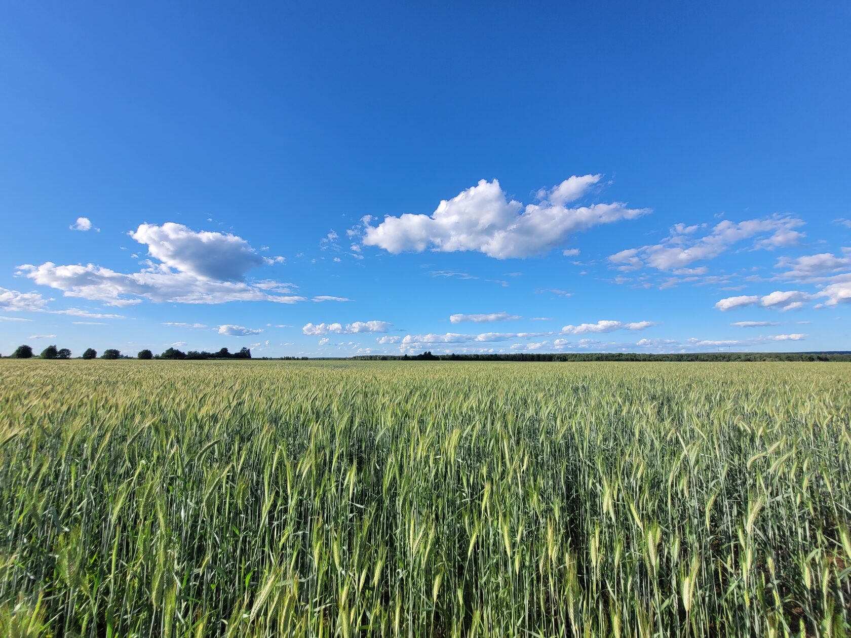 качество ДПО как засеянное поле