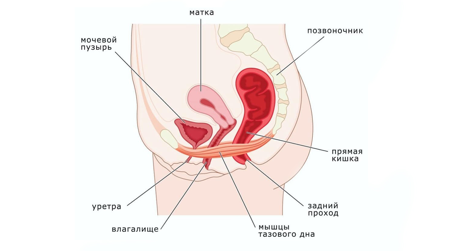 Мышцы тазового дна у женщин: анатомия, определение, тренировка - kegel-pf.ru