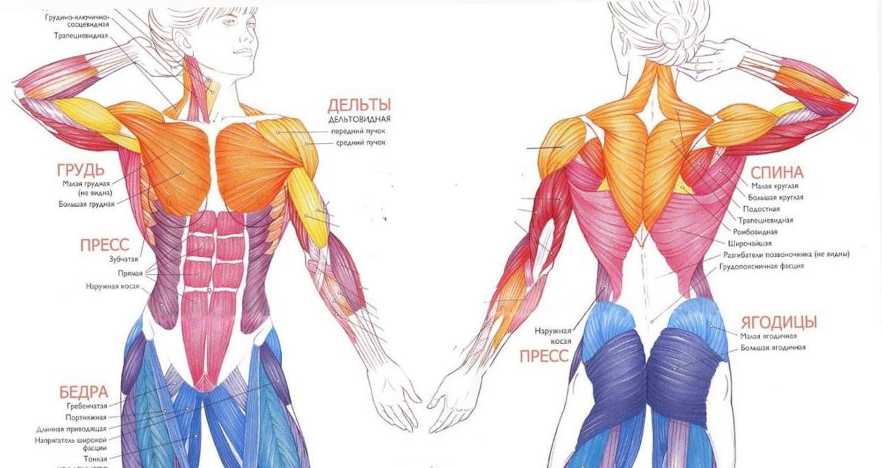 Сколько мышц у женщины. Строение мышц женщины. Мышцы женщины схема. Мышцы женщины анатомия. Название мышц женского тела.