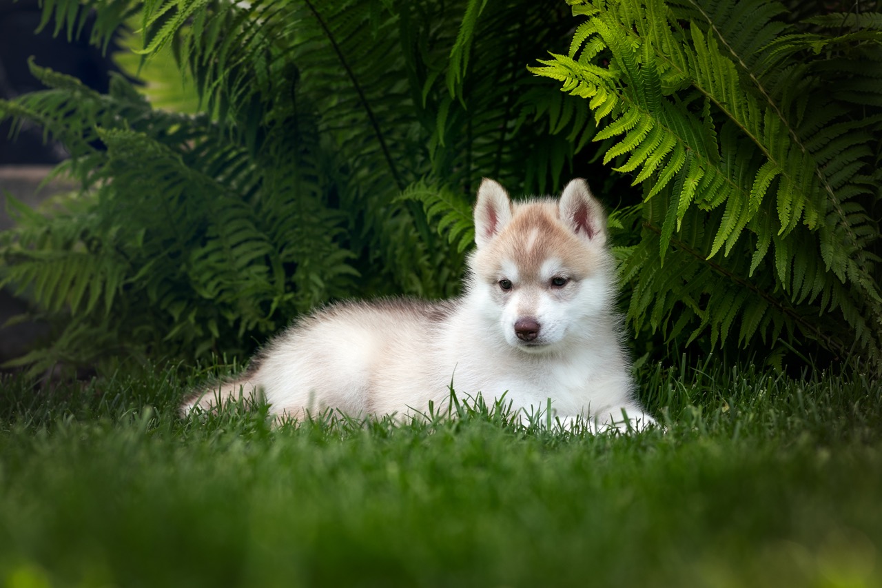 Siberian husky, puppy, girl, kennels, purebred, Hakuna Vota, colors, brown eyes, fawn and white, 5 weeks old, available, sale, responsible breeding