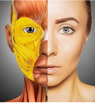 Работа с фасциями и мышцами