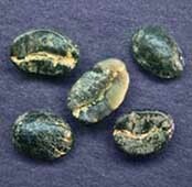 Веронезе пример дефекта кофе вариант 6