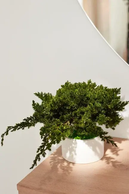 Juniperus Nana