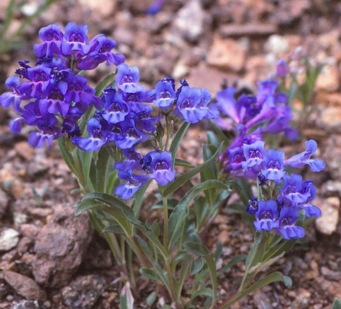 Penstemon alpský