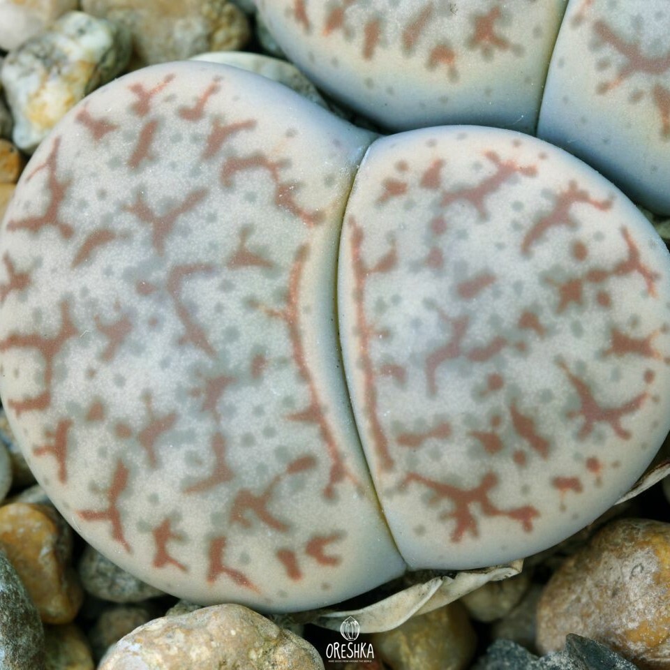 Seeds of Succulent Lithops pseudotruncatella C 263 (Lithops pseudotruncatella C 263) — 10 pcs