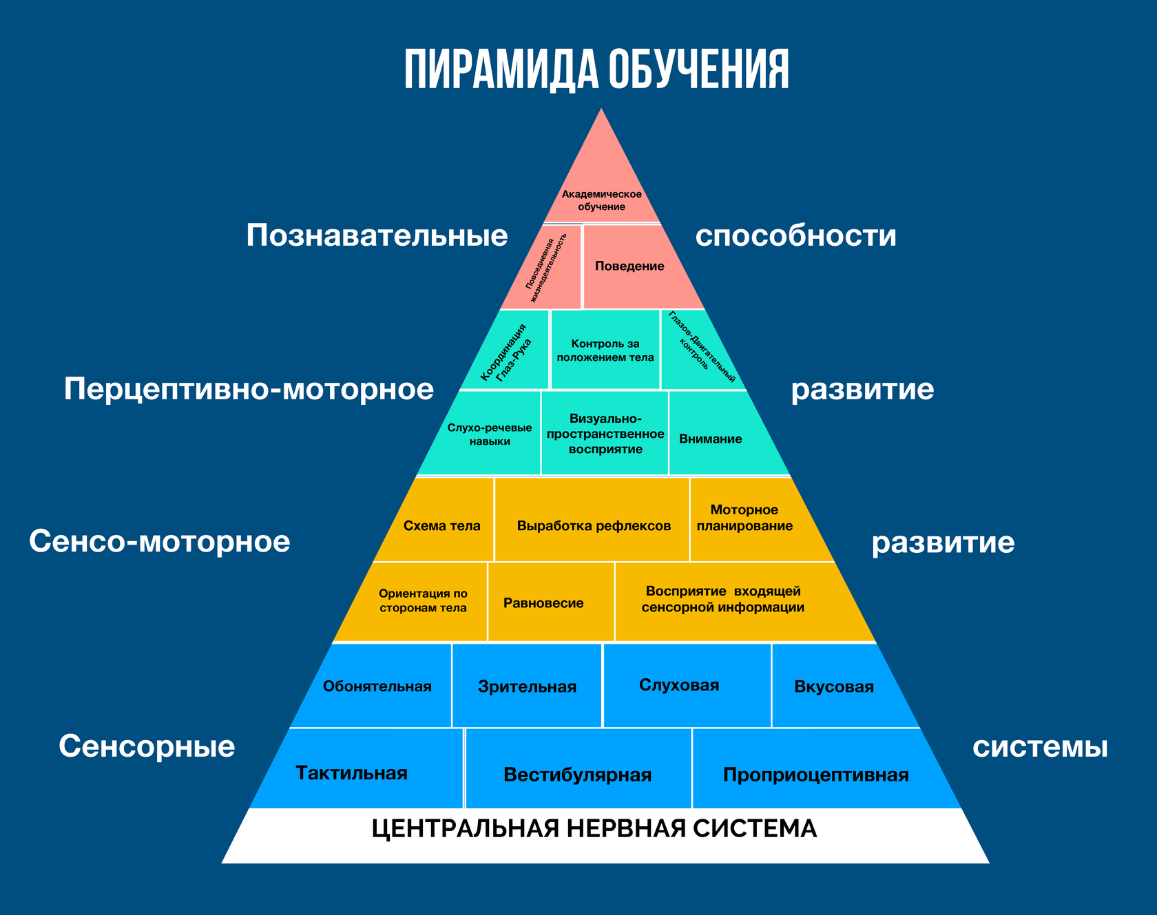 Вильямс шелленбергер. Вильямс и Шелленбергер пирамида. Пирамида обучения Вильямса и Шелленбергера. Пирамида обучения Вильямс и Шелленбергер сенсорные системы. Пирамида обучения ребенка.