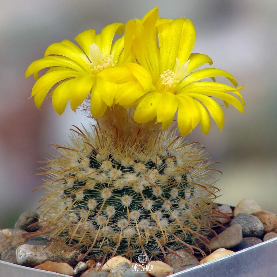 Seeds of Cactus Parodia sanagasta v. grandiflora (Parodia sanagasta v. grandiflora) — 10 pcs