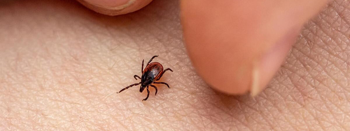 Вызвать обработать от клещей участок в Набережных Челнах