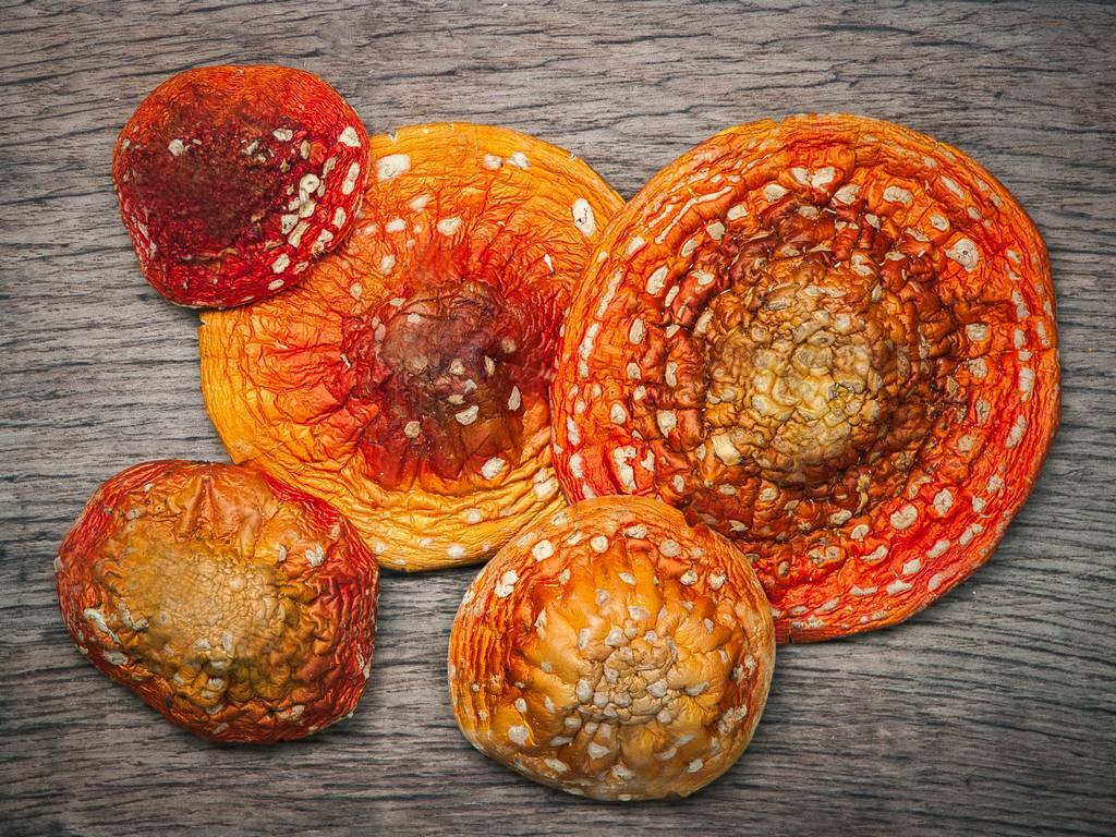 Лечение мухомором