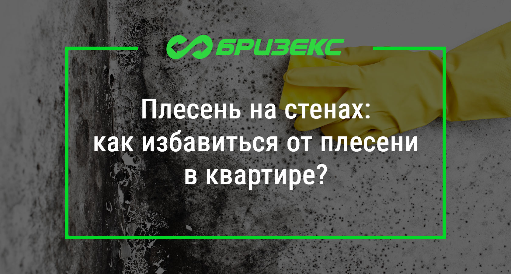 Избавиться от плесени: чем опасна, причины и виды плесени