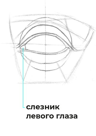 Академический рисунок схема глаза