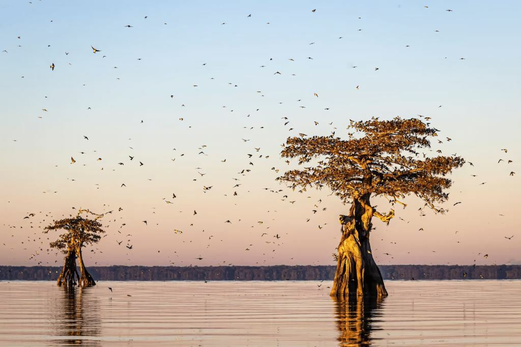 Древесные ласточки и лысые кипарисы в Луизиане. Тысячи древесных ласточек охотятся на насекомых и садятся на голые ветви лысых кипарисов / © Vicki Santello
