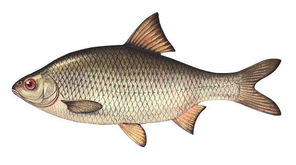 рыбалка в астрахани, рыбалка в астрахани сейчас, рыбалка в астрахани в апреле, рыбалка в астрахани зимой, рыбалка в астрахани весной, рыбалка в астрахани в январе, рыбалка в астрахани базы, рыбалка в астрахани апрель, рыбалка в астрахани авито, рыбалка в астрахани в апреле, рыбалка в астрахани август, рыбалка в астрахани в апреле отзывы, рыбалка в астрахани в августе отзывы, астрахань рыбалка в апреле, рыбалка в астрахани цена, рыбалка в астрахани базы эконом, зимняя рыбалка в астрахани базы, рыбалка в астрахани что брать с собой, рыбалка в астрахани лучшие базы, большая рыбалка в астрахани, рыбалка в астрахани базы отдыха, рыбалка в астрахани вк, рыбалка в астрахани в марте, рыбалка в астрахани в мае, рыбалка в астрахани в апреле 2022 года, рыбалка в астрахани в октябре, рыбалка в астрахани в сентябре, рыбалка в астрахани в августе, рыбалка в астрахани в ноябре, рыбалка в астрахани в июне, рыбалка в астрахани где остановиться, рыбалка в астрахани 2022 год, рыбалка в астрахани с проживанием, рыбалка в астрахани домики, рыбалка в астрахани недорого, рыбалка в астраханской области, рыбалка в астрахани с егерем, рыбалка в астрахани летом, зимняя рыбалка в астрахани, рыбалка зимой в астрахани, зимняя рыбалка в астраханской области, рыбалка в астрахани июль, рыбалка в астрахани и отдых, рыбалка в астрахани в июле 2022, рыбалка в астрахани в конце июля, отдых и рыбалка в астрахани, рыбалка и охота в астрахани, охота и рыбалка в астрахани, отдых и рыбалка в астрахани частный сектор, охота и рыбалка в астраханской области, рыбалка в астрахани цены, рыбалка в астрахани когда лучше, рыбалка в астрахани куда поехать, рыбалка в астрахани камызякский район, рыбалка в астрахани купить тур, рыбалка астрахань вконтакте, рыбалка в астрахани летом и осенью, рыбалка в астрахани летом цены, рыбалка в астрахани лето 2022, рыбалка в астрахани на леща, летняя рыбалка в астрахани, лучшая рыбалка в астрахани, ловля рыбы в астрахани, лучшая рыбалка в астраханской области, рыбалка в астрахани март, рыбалка в астрахани март 2022, рыбалка в астрахани камызяк, рыбалка в астрахани март 2022 года, рыбалка в астрахани места, рыбалка в астрахани май 2022, рыбалка в астрахани на воблу, рыбалка в астрахани на сазана, рыбалка в астрахани сазан, рыбалка в астрахани на майские праздники, рыбалка в астрахани на волге, рыбалка в астрахани на раскатах, рыбалка в астрахани на судака, на рыбалку в астрахань, рыбалка в астрахани отзывы, рыбалка в астрахани осенью, рыбалка в астрахани октябрь, рыбалка в астрахани отели, рыбалка в астраханской области отзывы, о рыбалке в астрахани, рыбалка в астрахани путевка, рыбалка в астрахани на поплавочную удочку, рыбалка в астрахани на поплавок, рыбалка в астрахани с пенсионерами, платная рыбалка в астрахани, рыбалка в астрахани раскаты, рыбалка астрахань раскаты, рыбалка в астраханской области камызякский район, рыбалка в астрахани с берега, рыбалка в астрахани сейчас 2022, рыбалка в астрахани снять домик, рыбалка в астрахани сентябрь, отдых с рыбалкой в астрахани, рыбалка с гидом в астрахани, рыбалка в астрахани с семьей, рыбалка в астрахани туры, рыбалка в астрахани турбазы, рыбалка в астрахани тур, рыбалка в астрахани фото, рыбалка в астрахани в феврале, где хорошая рыбалка в астрахани, рыбалка в астрахани базы цены, рыбалка в астрахани 2022 цены, рыбалка в астрахани в июле 2022, рыбалка в астрахани на щуку, рыбалка в астрахани в этом году, рыбалка в астрахани сегодня, рыбалка в астрахани 2022, рыбалка в астрахани 2022 фото