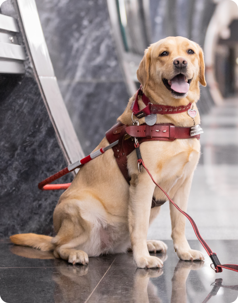 На фото в мраморном холле метро сидит лабрадор окраса в рыжину по кличке Белла Вита. Собака сидит по диагонали, повернув голову в сторону фотографирующего, ее взгляд устремлен вдаль. Собака расслаблена, лапы стоят ровно, она дышит ртом. Вся амуниция Беллы Виты красного цвета: кожаная шлейка собаки-поводыря, мягкий ошейник и длинный поводок, который растянут на всю длину. На ошейнике у лабрадора висят большой круглый жетон и брелок-колокольчик. Задний фон на фотографии размыт, на нем различимы фигуры идущих в метро людей.