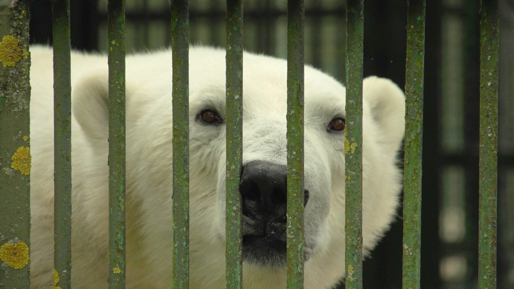 Медведь 2020 года. Квартальный календарь с медведем. Беар гризли шоу. Медведь 2020 года. Почтовые марки россии 2020.