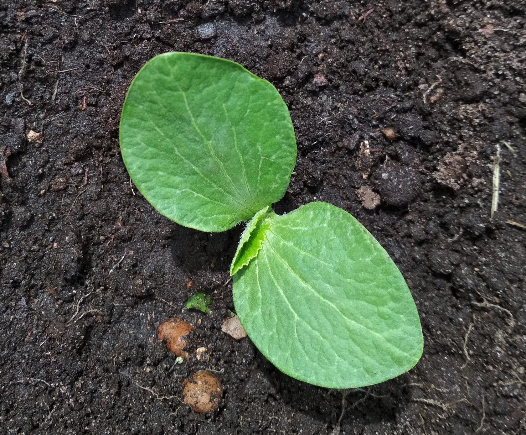 Проросток. Проросток тыквы.