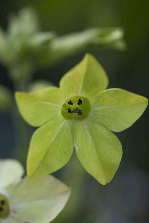 Сем Пасленовые Solanaceae табак крылатый Nicotiana alata