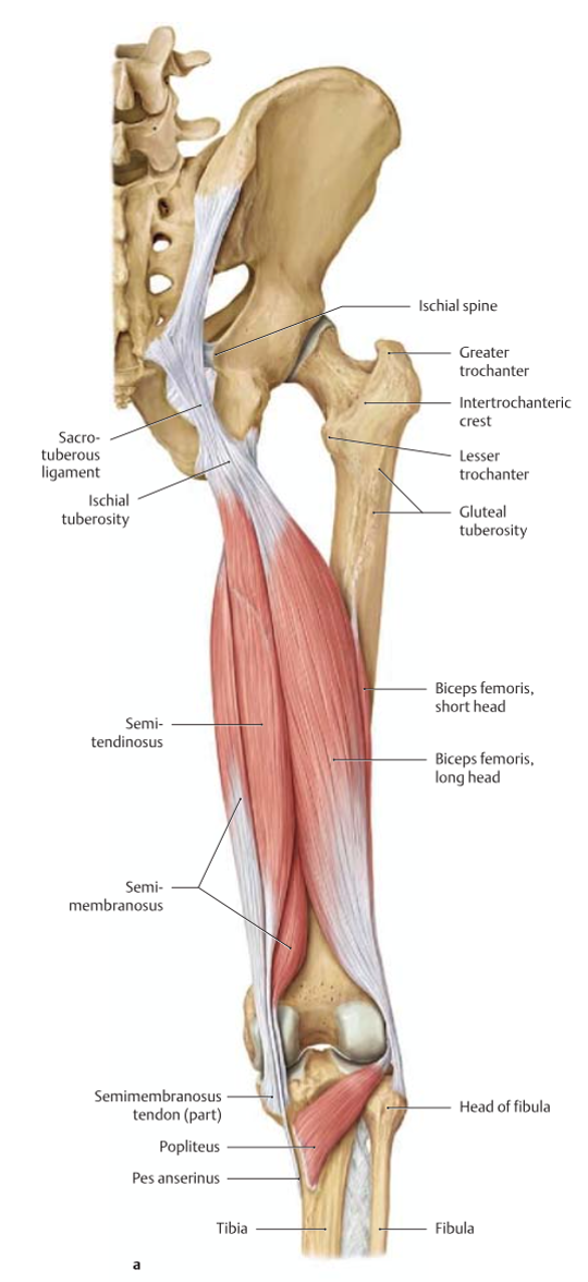 Подколенно бедренного. Хамстринг анатомия. Хамстринг мышцы анатомия. Сухожилия бедра хамстринг.