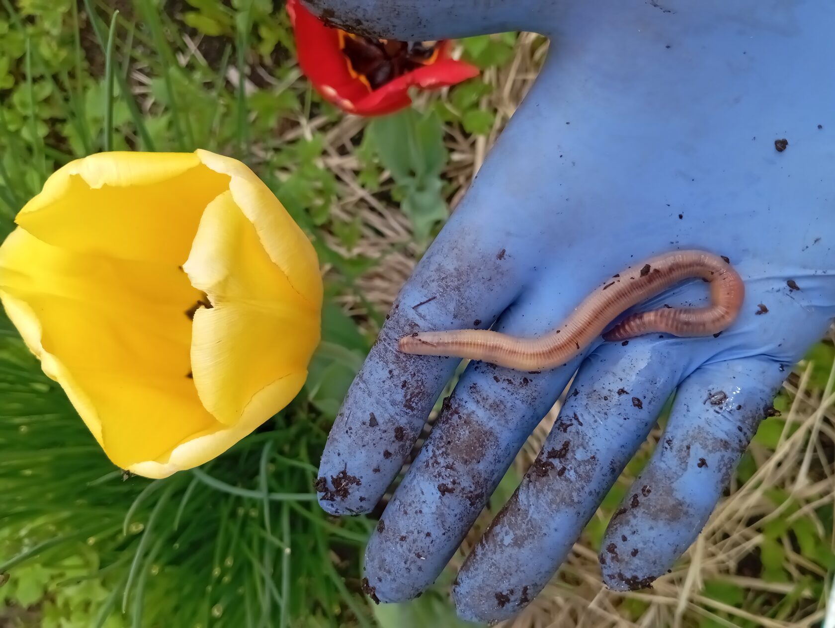 Черви подлистники купить для компостной кучи