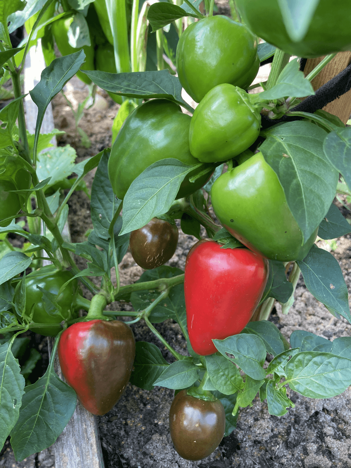 Мариша