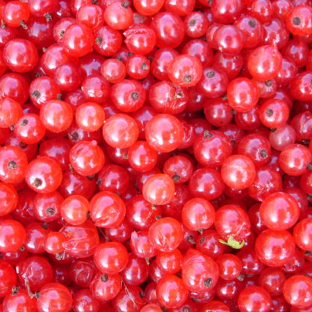 File:Lonicera xylosteum RF.jpg - Wikimedia Commons