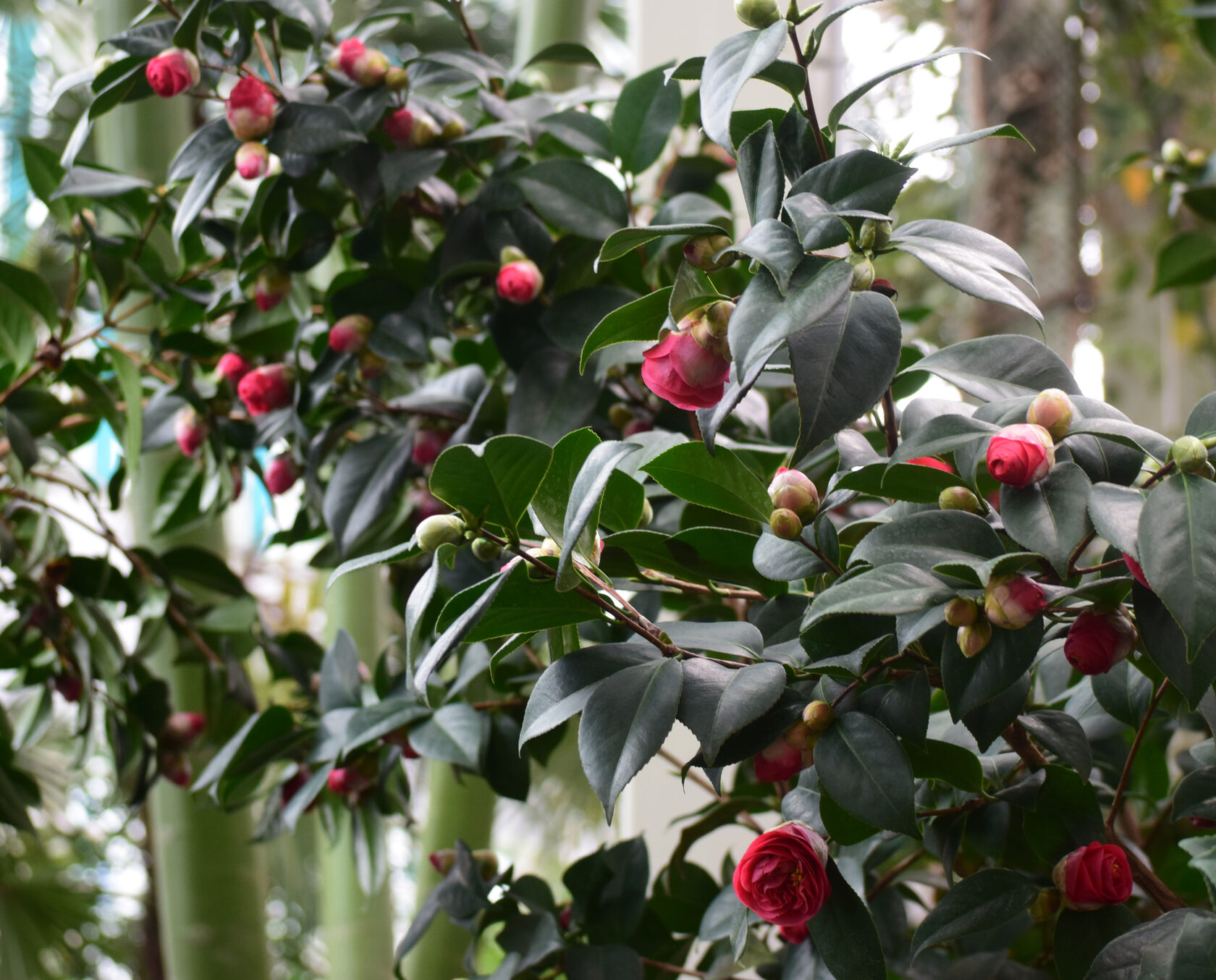 Камелия японская