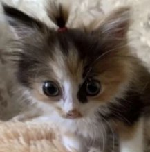 котёнок